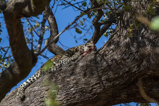 Жизнь африканских леопардов