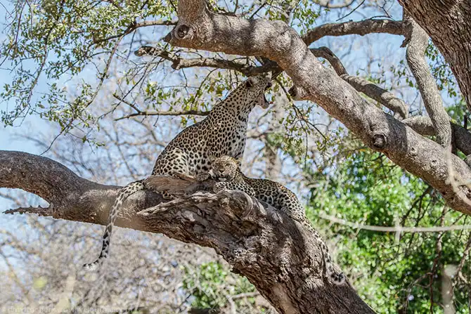 Жизнь африканских леопардов