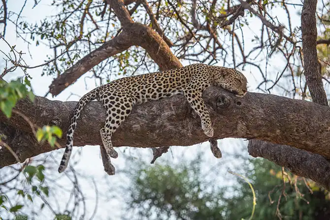 Жизнь африканских леопардов