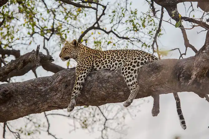 Жизнь африканских леопардов