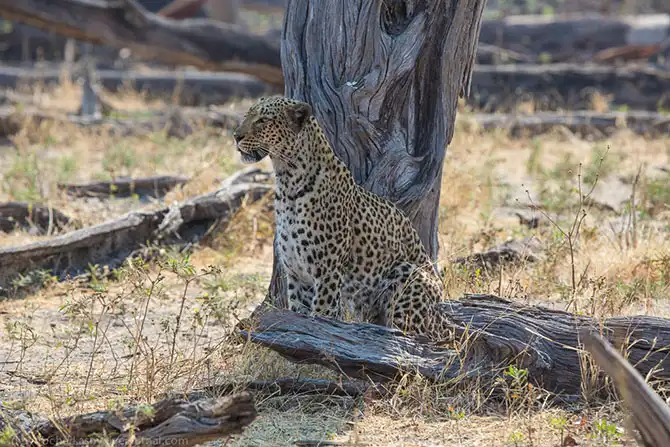 Жизнь африканских леопардов