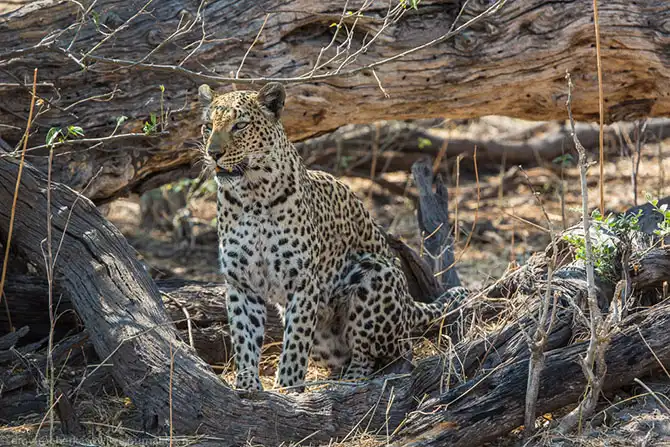 Жизнь африканских леопардов