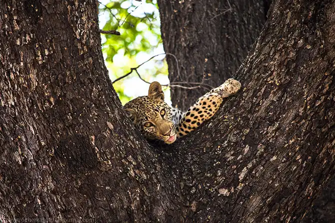 Жизнь африканских леопардов