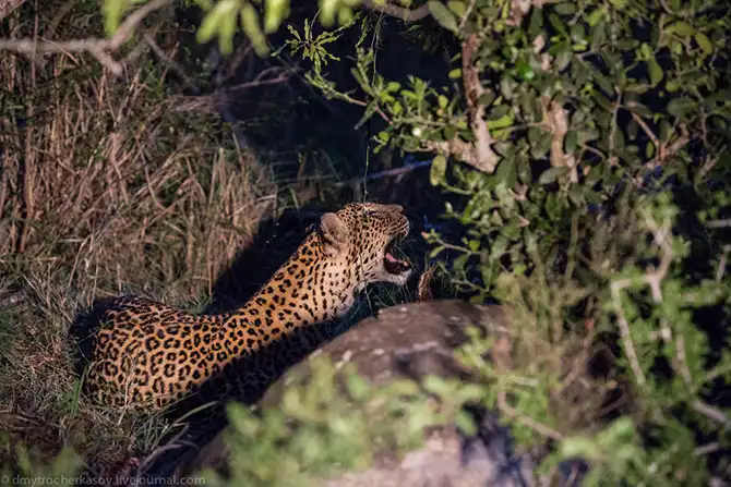 Жизнь африканских леопардов