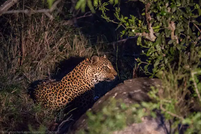Жизнь африканских леопардов