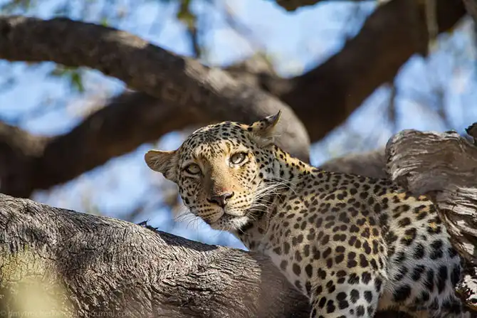Жизнь африканских леопардов