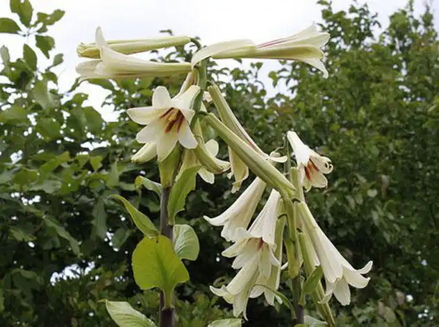 10 самых редкоцветущих растений