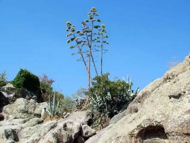 10 самых редкоцветущих растений