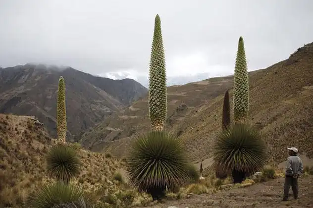 10 самых редкоцветущих растений