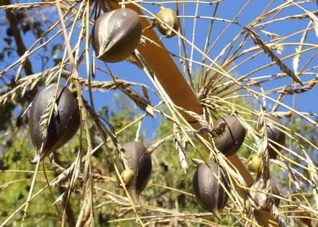 10 самых редкоцветущих растений