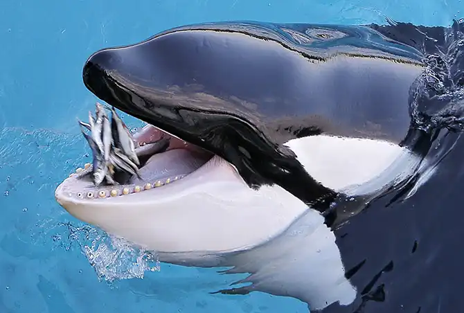 Животные в новостях