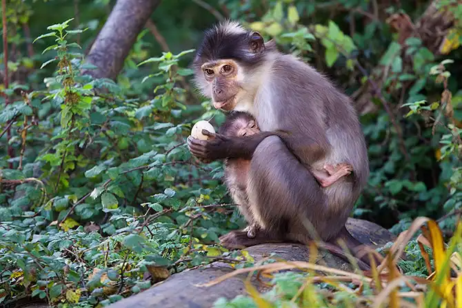 Животные в новостях