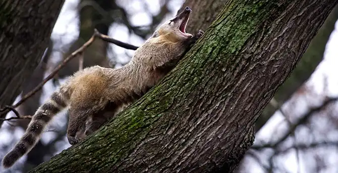 Животные в новостях