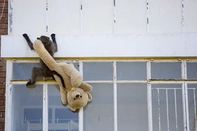 Животные в новостях