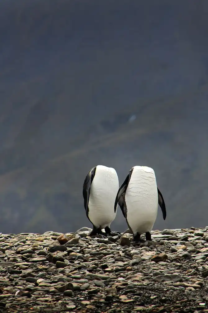 Животные в новостях