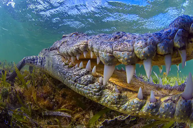 Животные в новостях