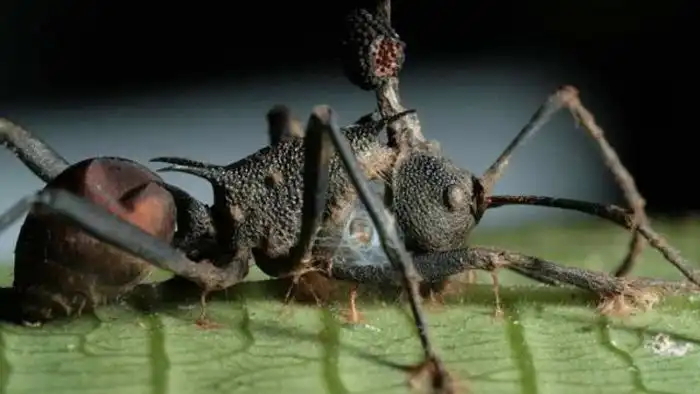 ТОП-25 самых опасных для жизни паразитов