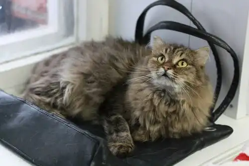 сибирская красавица