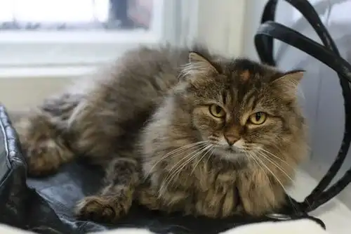 сибирская красавица