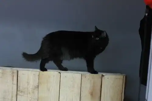 шикарный котяра Никсон