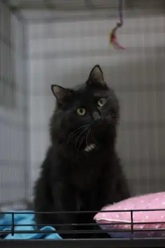 шикарный котяра Никсон