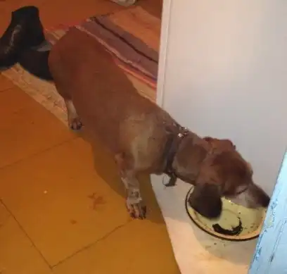 Отдам в хорошие руки такса Пикселя