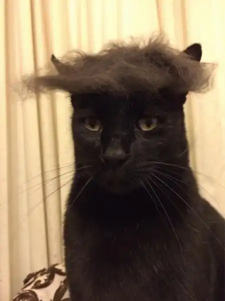 Эти забавные животные