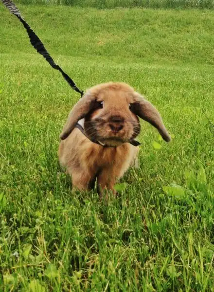 Эти забавные животные