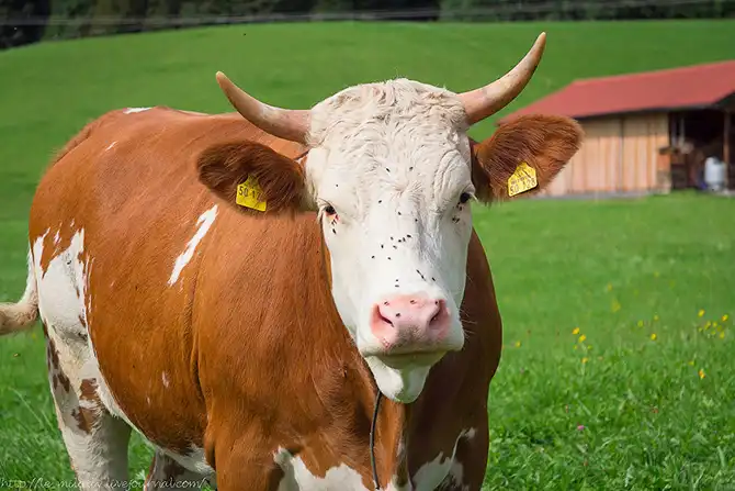 12 поводов поехать в Баварию