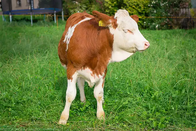 12 поводов поехать в Баварию