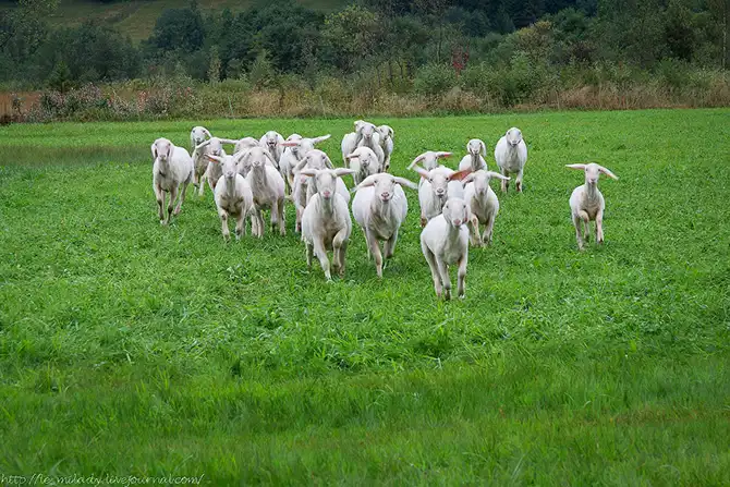 12 поводов поехать в Баварию