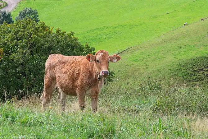 12 поводов поехать в Баварию