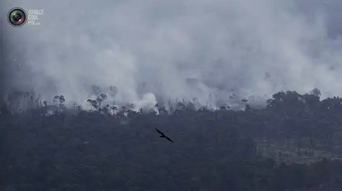 Уничтожение дождевых лесов Амазонии