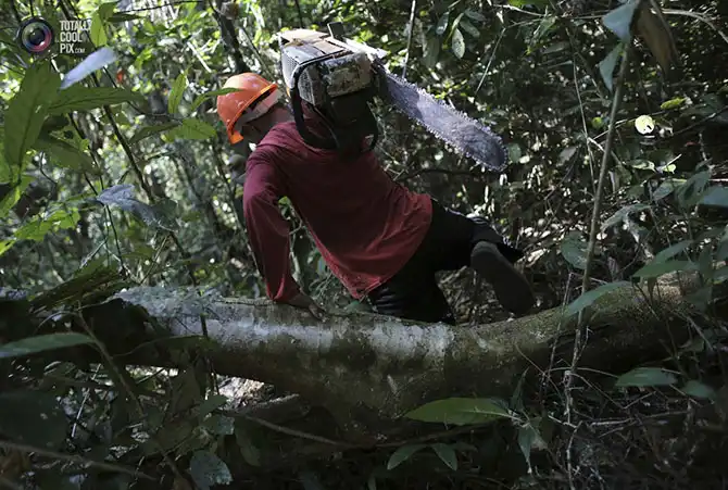 Уничтожение дождевых лесов Амазонии