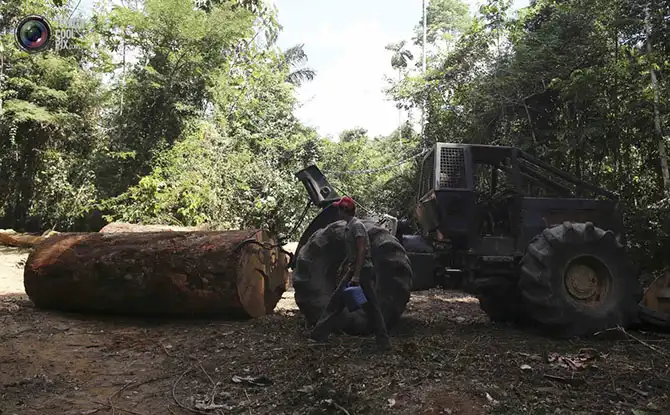 Уничтожение дождевых лесов Амазонии