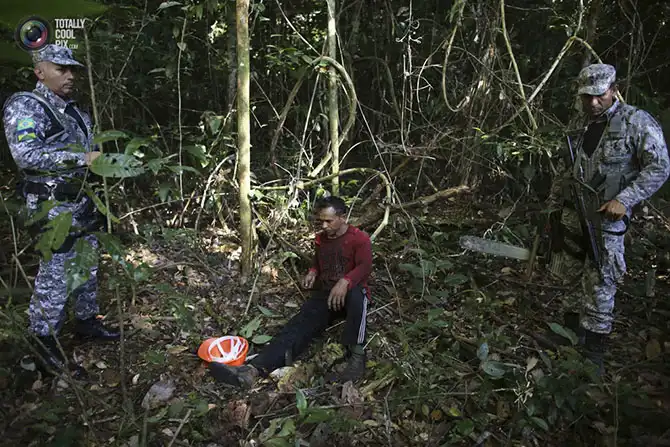 Уничтожение дождевых лесов Амазонии