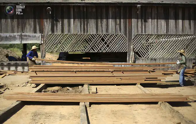 Уничтожение дождевых лесов Амазонии