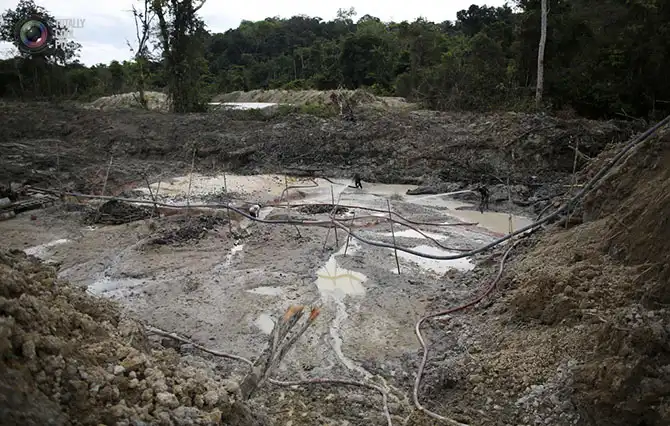 Уничтожение дождевых лесов Амазонии