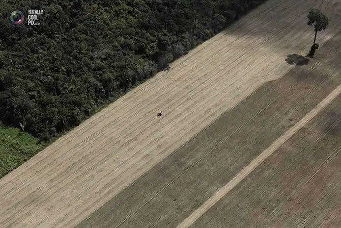 Уничтожение дождевых лесов Амазонии