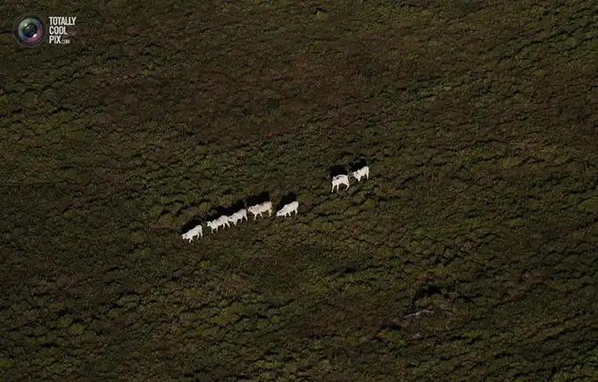 Уничтожение дождевых лесов Амазонии