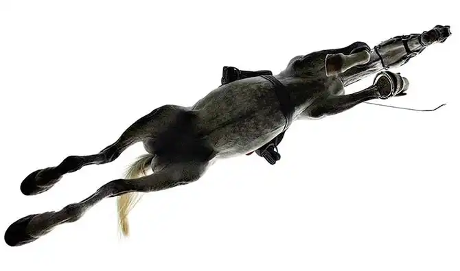 Грация прекрасных лошадей в фотографиях Тима Флака