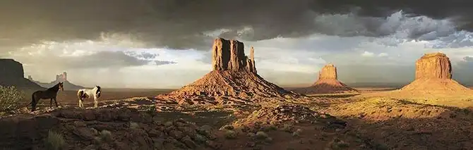 Грация прекрасных лошадей в фотографиях Тима Флака