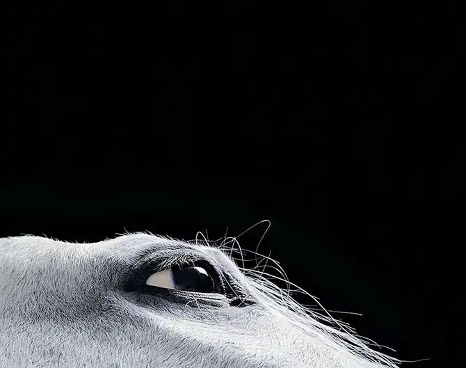 Грация прекрасных лошадей в фотографиях Тима Флака