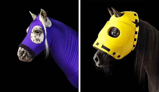 Грация прекрасных лошадей в фотографиях Тима Флака