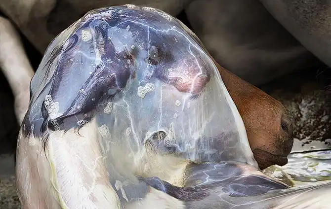 Грация прекрасных лошадей в фотографиях Тима Флака