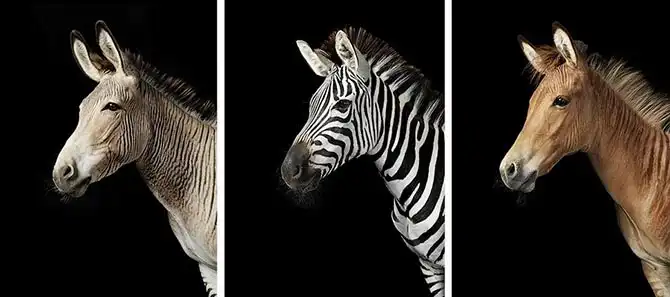 Грация прекрасных лошадей в фотографиях Тима Флака