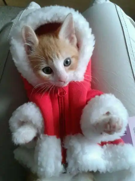 Эти забавные животные