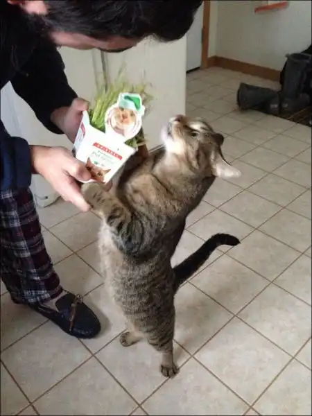 Эти забавные животные