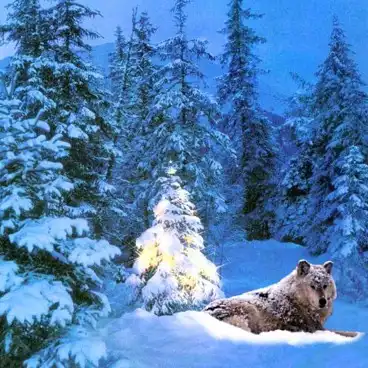 Соляночка =З