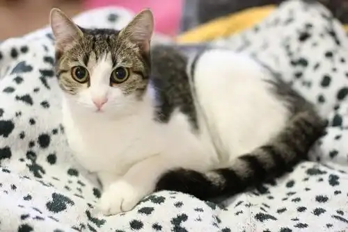 кошка Матрешка